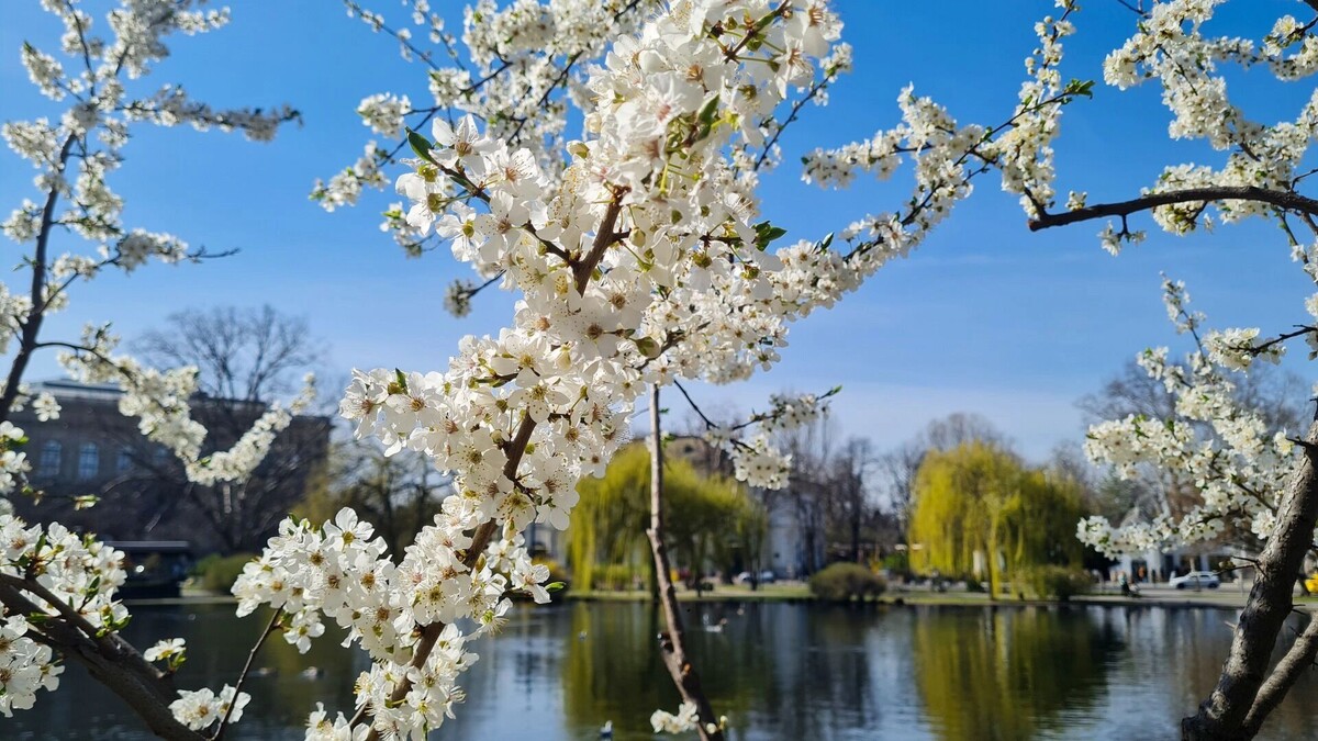    Разбираемся, как пережить период цветения в Омске и обезопасить себя   1MI