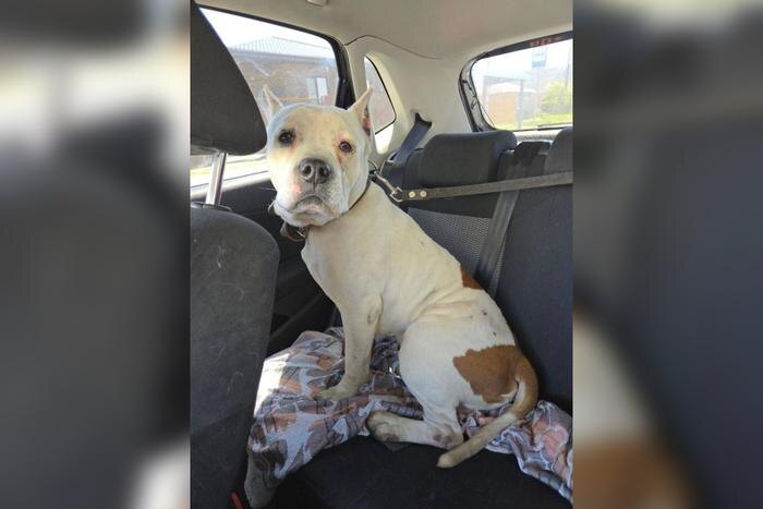 В Батайске стаффорда привязали к газовой трубе и бросили на морозе. Фото ©VK/Ростов Главный - новости Ростова-на-Дону