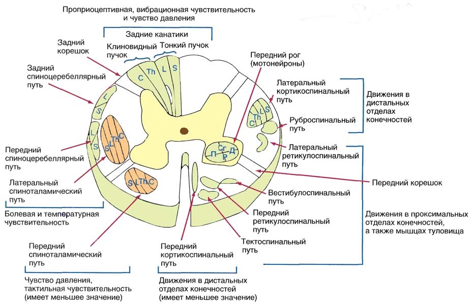 Поперечный срез спинного мозга