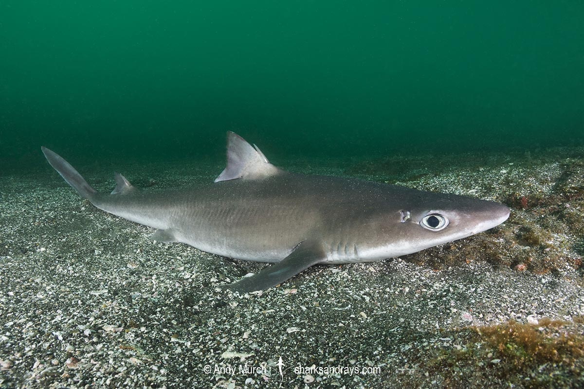 Фото с сайта: https://www.sharksandrays.com/japanese-spurdog/japanese-spurdog-2/