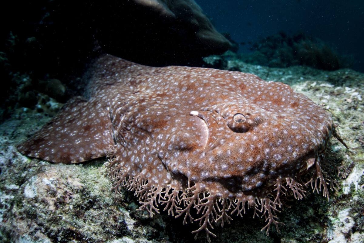 Фото с сайта: https://www.dutchnews.nl/2024/09/if-you-want-to-befriend-the-dutch-think-like-the-tasselled-wobbegong/