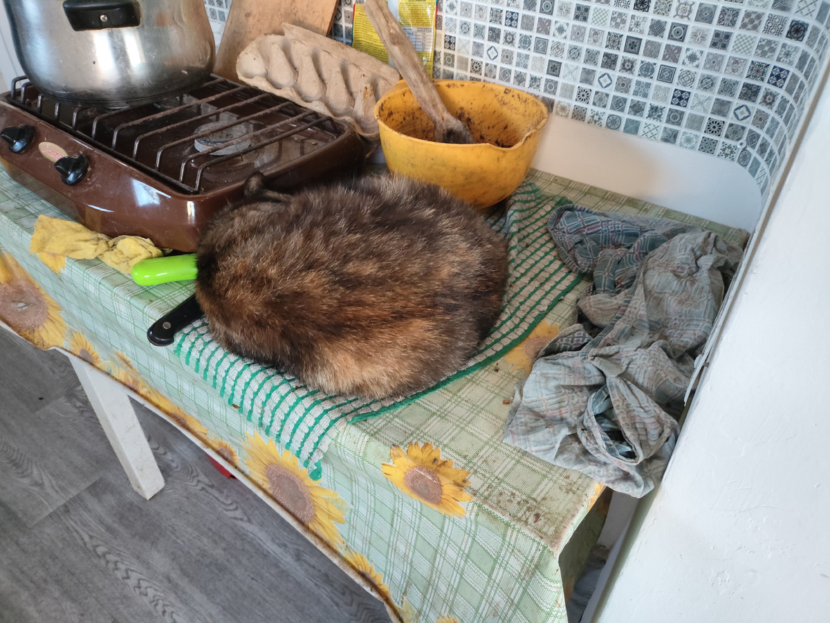 Кошка спит, она устала )))