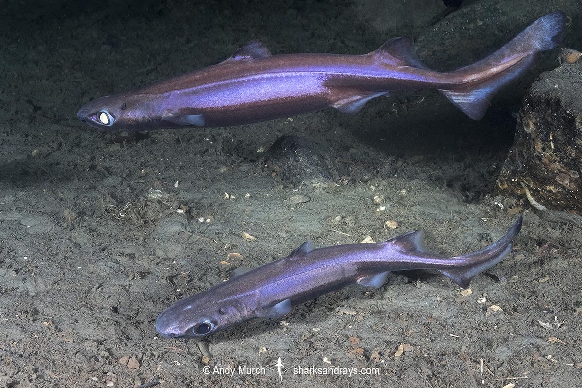 Фото с сайта: https://www.sharksandrays.com/velvet-belly-lanternshark/velvet-belly-lanternshark-2/