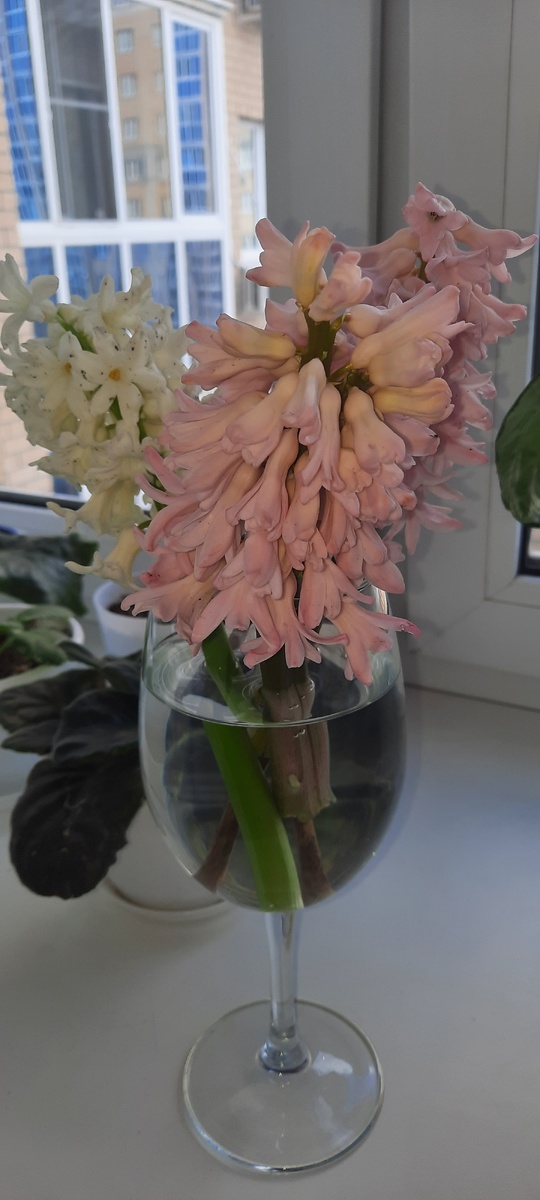 Гиацинты расцвели на огороде, я сорвала домой - запах стоит на всю квартиру 👍поставила в кухню, так как спать с этим сложно 🌹