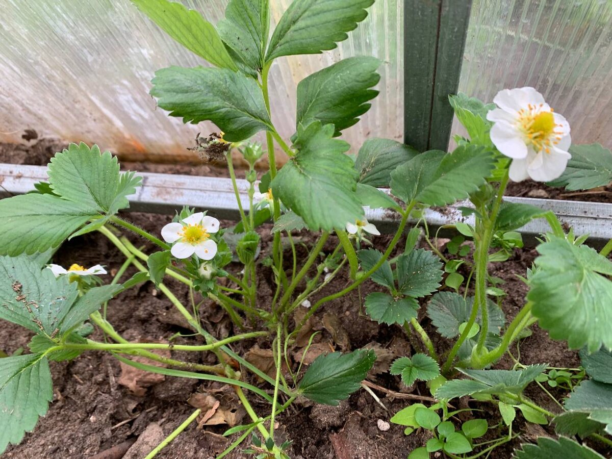 Клубника в теплице уже цветет. 25.04.26. Фото автора 