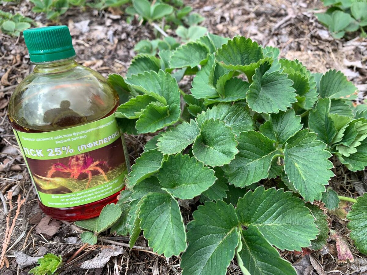 ПФКЛерос. Фото автора