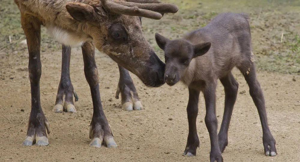 Из кого шили шапки для советской элиты: тайна пыжика, который стал символом статуса в СССР
