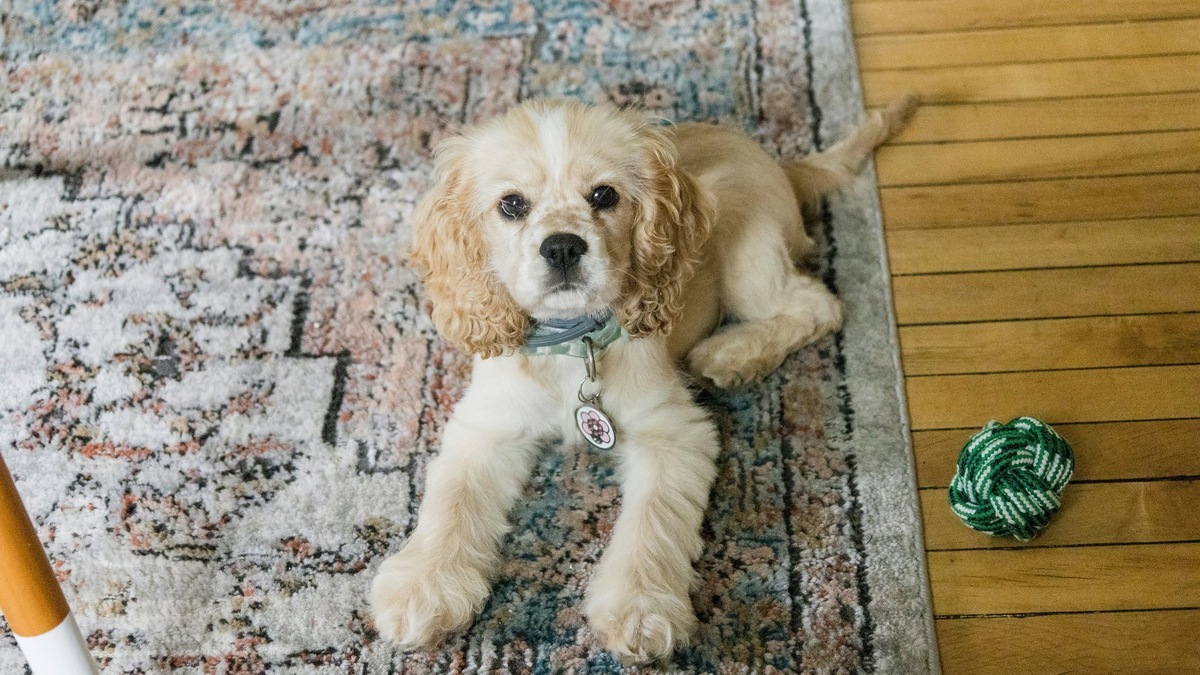    Пространство для жизни важно не только для людей, но и для их питомцев