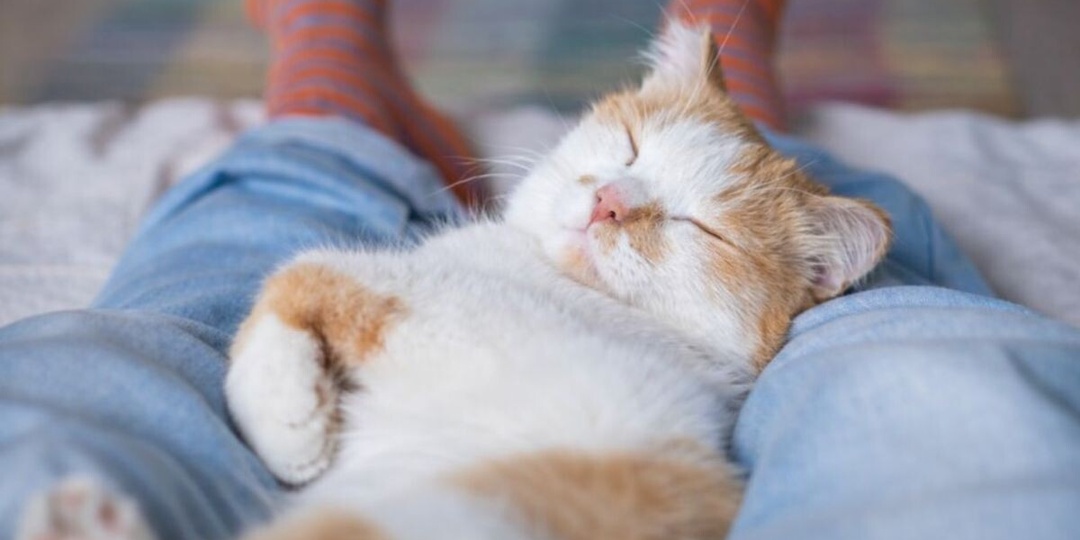 Почему кошка засыпала между ног хозяина: не только любовь, но и древний инстинкт безопасности