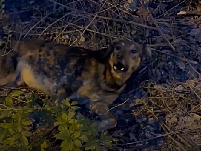 В Волгограде спасают собаку, найденную с пулей в голове