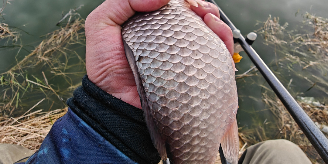 Карась. Холодно. Нужно очень мягкое тесто