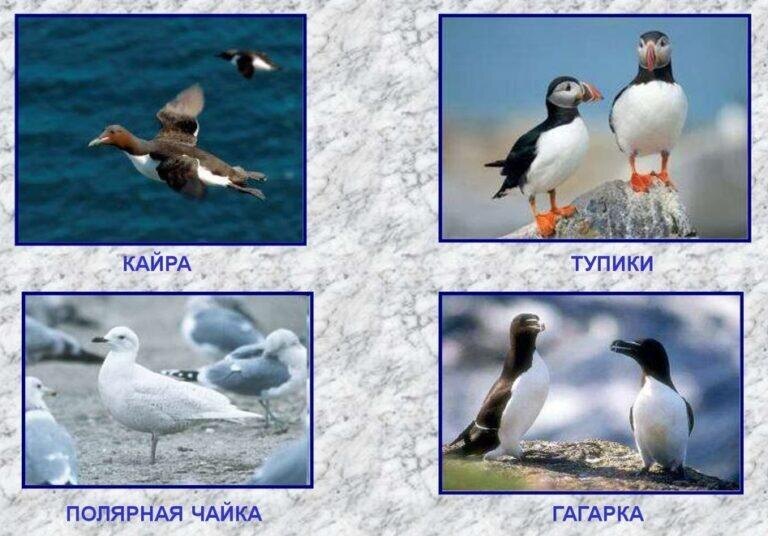 Арктические виды птиц