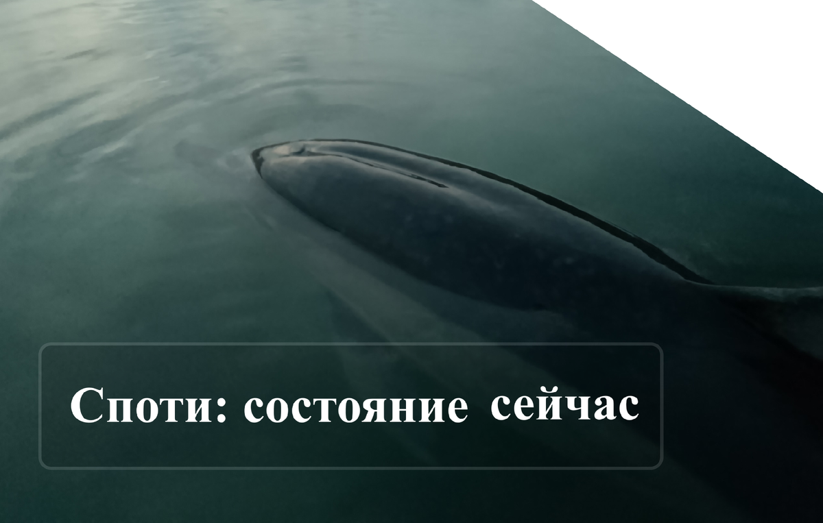 Дисклеймер: АНО "Лаборатория Афалина" предоставляет для авторов площадку для научно-популяризаторской деятельности в сфере интересов Организации с проверкой приведённой информации на достоверность. Позиция автора может не совпадать с позицией Организации. Организация не несёт ответственности за заявления автора, его мнение и субъективные взгляды.