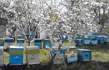 Почему пчелы гибнут среди цветов весной