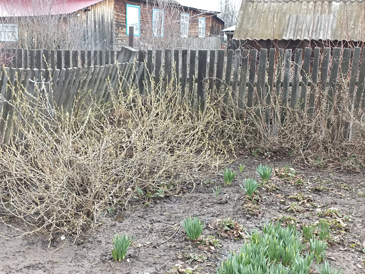 Смородина в нашем саду.