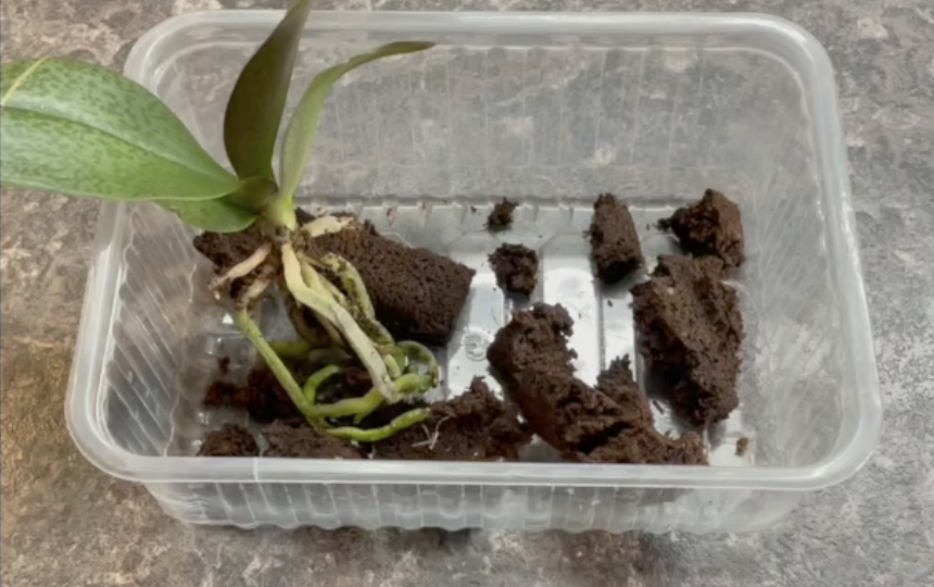 Алгоритм пересадки малышки орхидеи после покупки из торфяного стакана