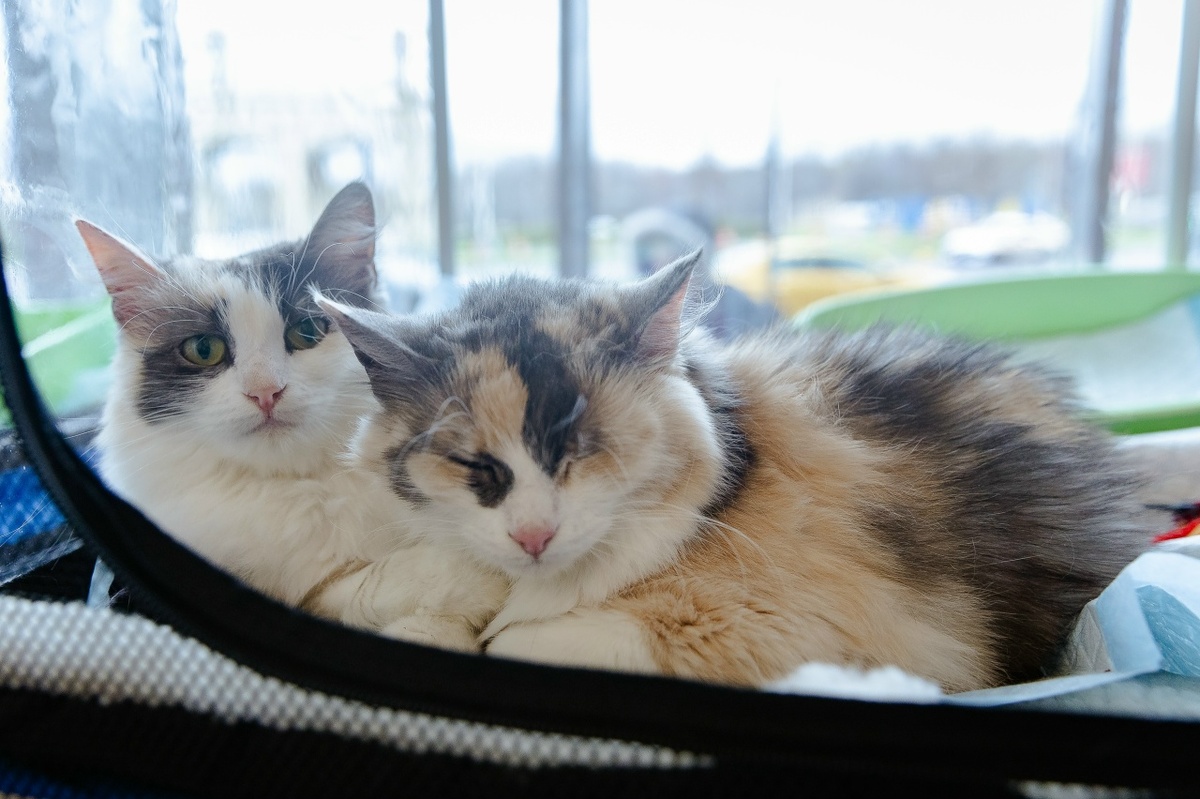 Моника и Мотли просто королевы красоты любой выставки