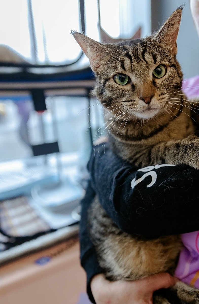 Браун - наш брутальный котомущщина