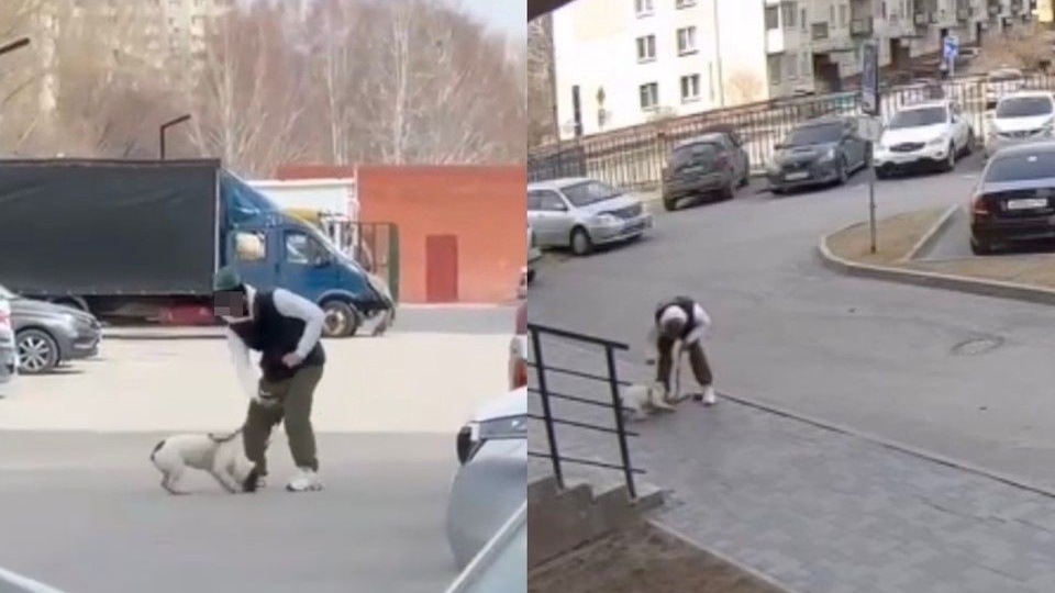 «Бил его кулаками»: в Новосибирске мужчина избил щенка на глазах у соседей