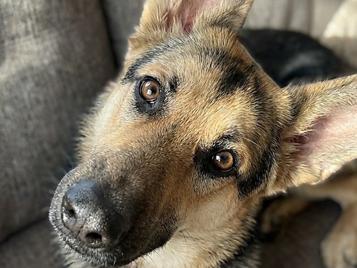 🌸 В добрые руки: Алиса ждёт своё чудо 🐾🐾