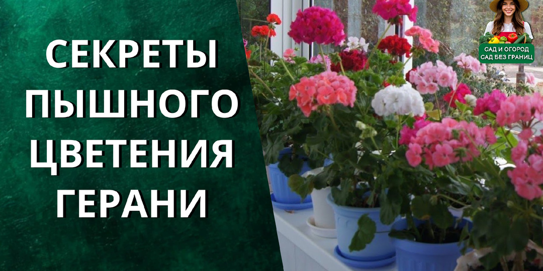 Секреты пышного цветения герани. Делюсь своими проверенными приёмами.