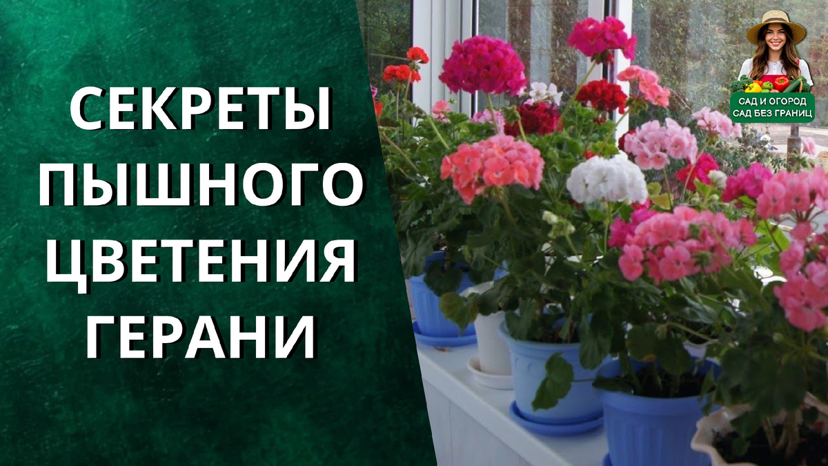 Секреты пышного цветения герани