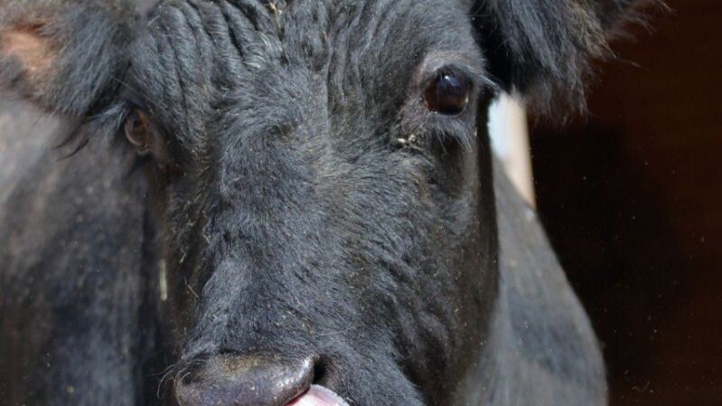 Россияне в возрасте от 20 до 27 лет бросают работу в офисе ради фермерства