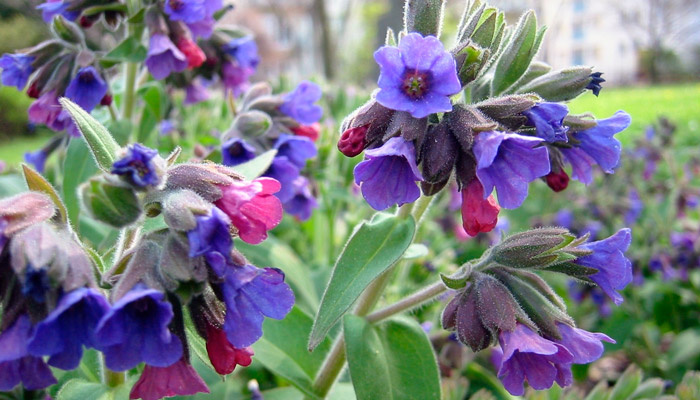 Медуница. Фото: wikimedia.org
