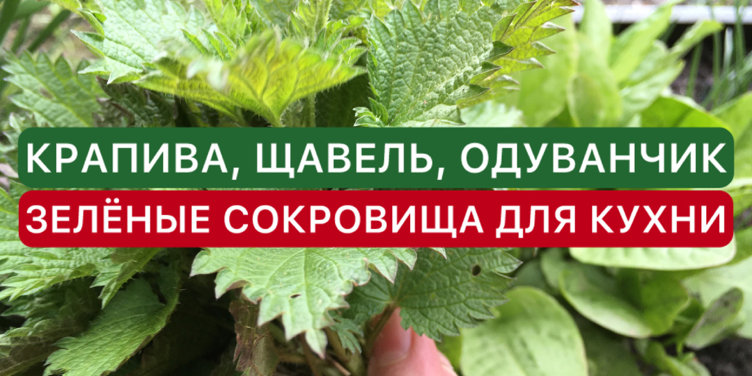 Крапива, щавель и одуванчик - зелёные сокровища для кухни