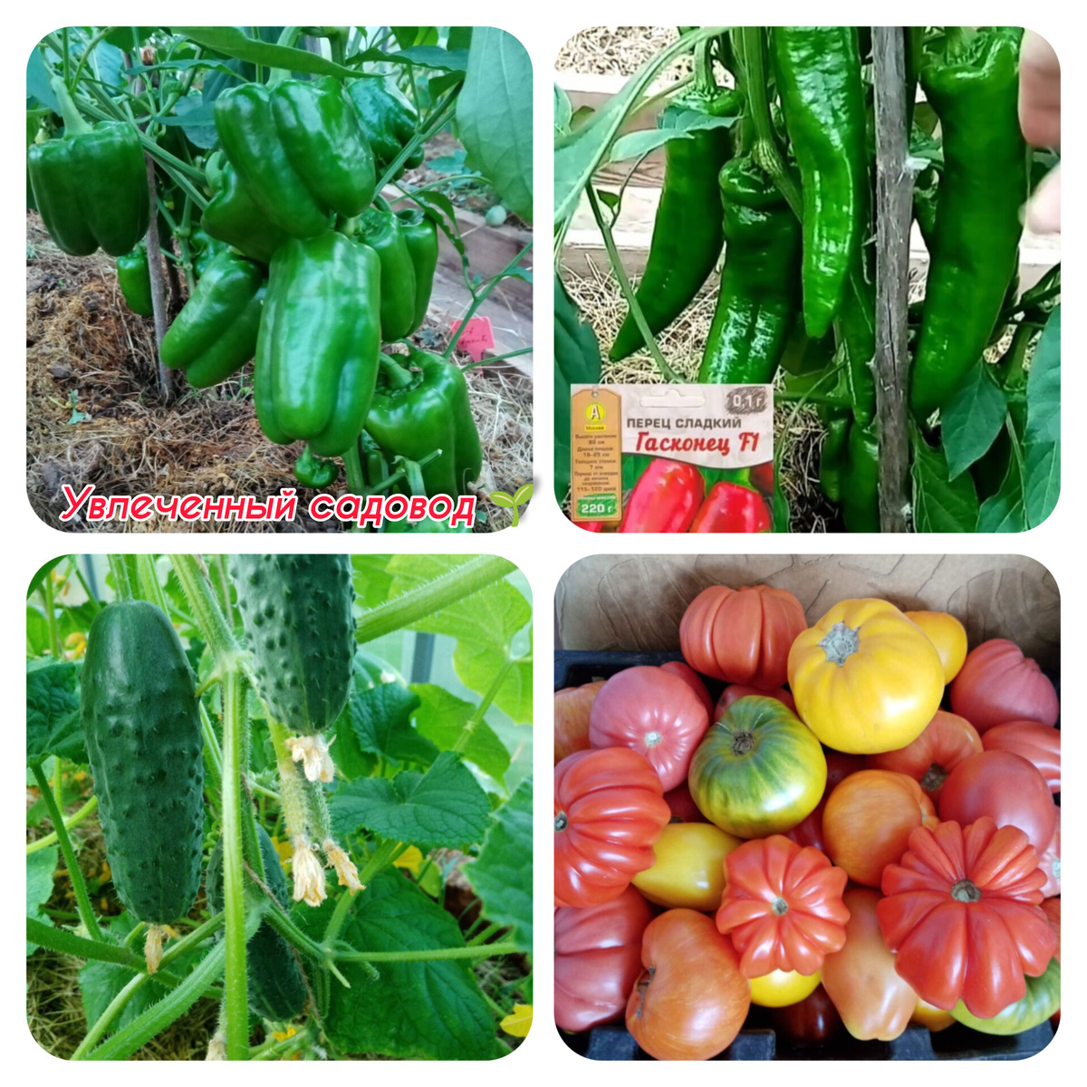 Мои урожаи/фото автора статьи 