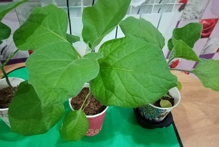 Баклажаны в рассаде /фото автора статьи 