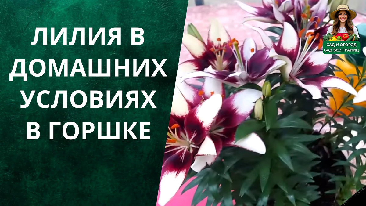 Лилия в домашних условиях в горшке.