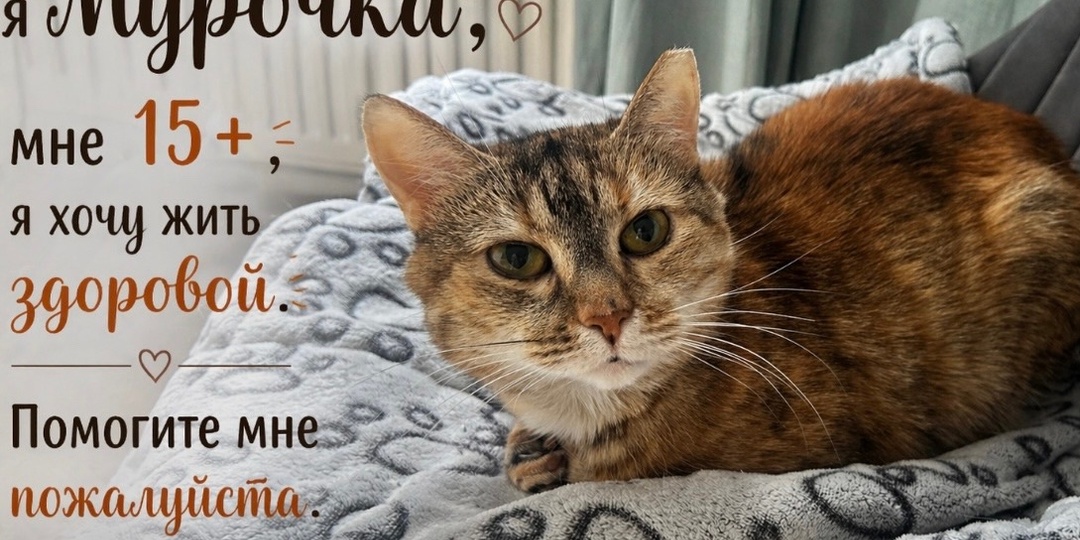 🆘 ДРУЗЬЯ, НУЖНА ПОМОЩЬ НА ОБСЛЕДОВАНИЕ НАШИХ ХВОСТИКОВ🆘