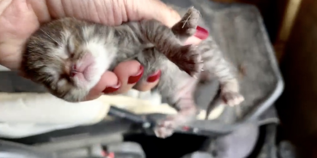 Спасли кошачью семейку на грани гибели