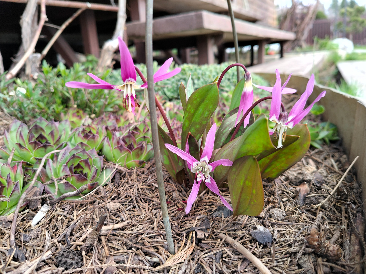 Кандык или Эритрониум европейский (Erythrónium dens-cánis) в нашем саду 2026. Фото автора @Маша Генералова