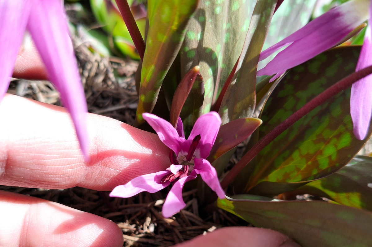 Кандык или Эритрониум европейский (Erythrónium dens-cánis) в нашем саду 2026. Фото автора @Маша Генералова