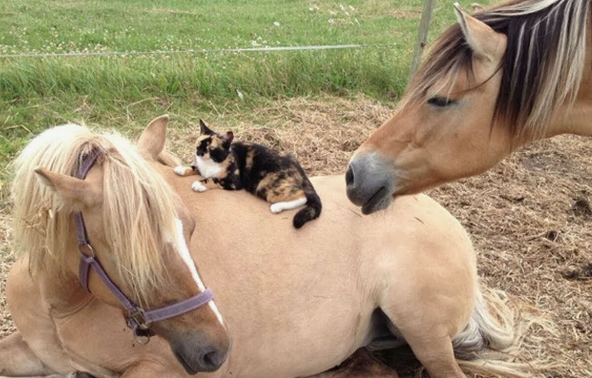 источник Яндекс-картинки