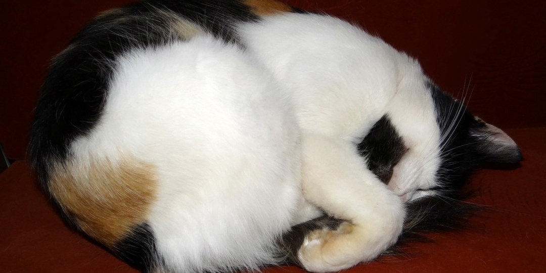 Воронежцам рассказали, почему вино перед сном ухудшает отдых