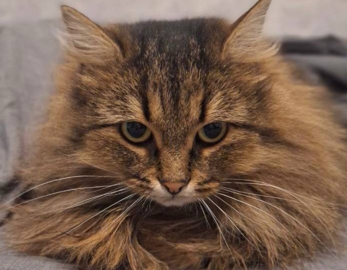 Пушистая «сибирская» кошечка ищет дом!