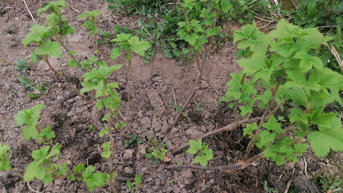Десять дней после азотной подкормки. Лист плотный, побег крепкий.