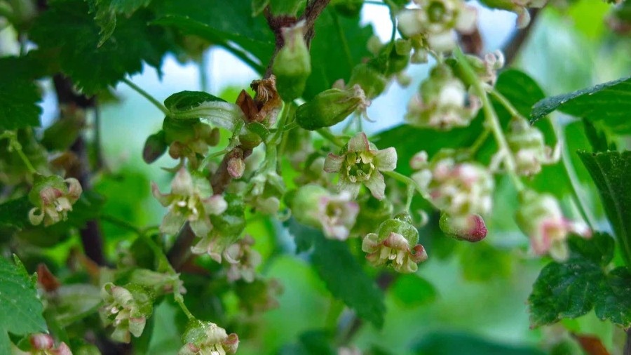 Кормил по полной схеме