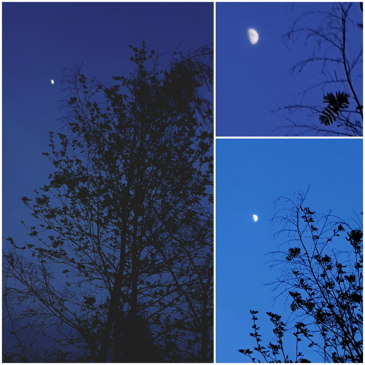 Коллаж автора 25.04.2026г.