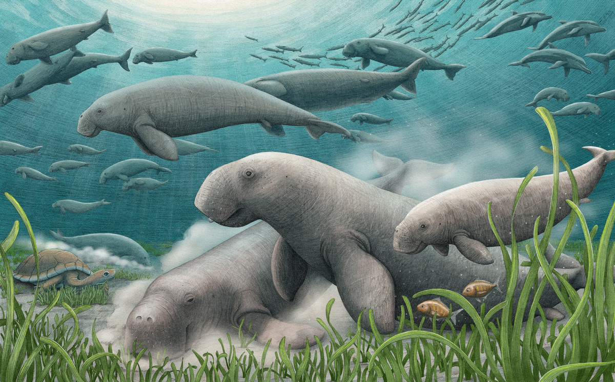 Salwasiren qatarensis. Иллюстрация: Alex Boersma.