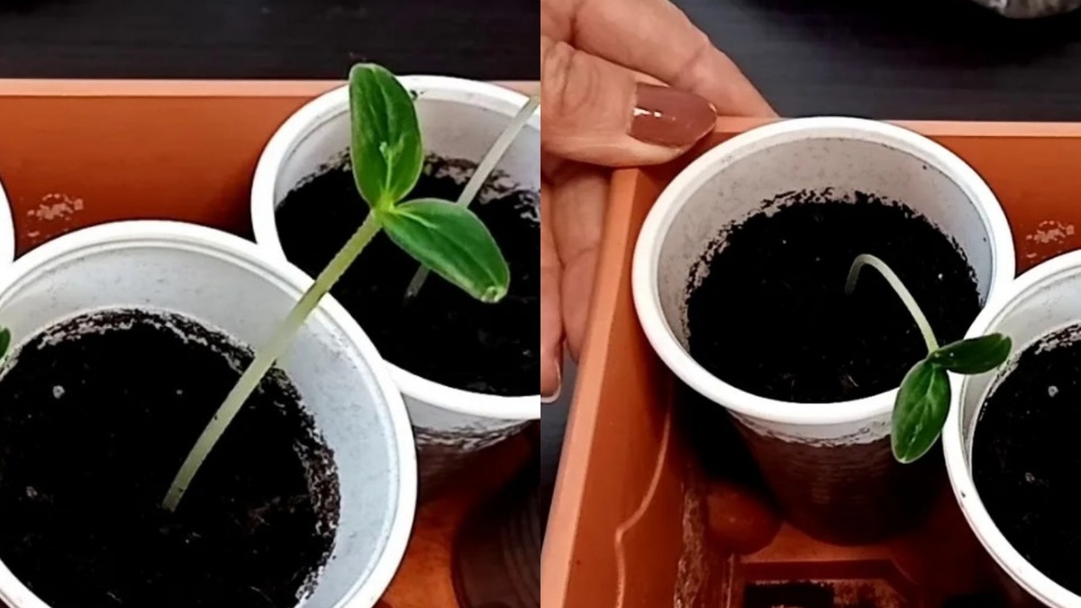 Слева — еще можно обойтись подсыпкой. Справа — нужен метод посадки набок.