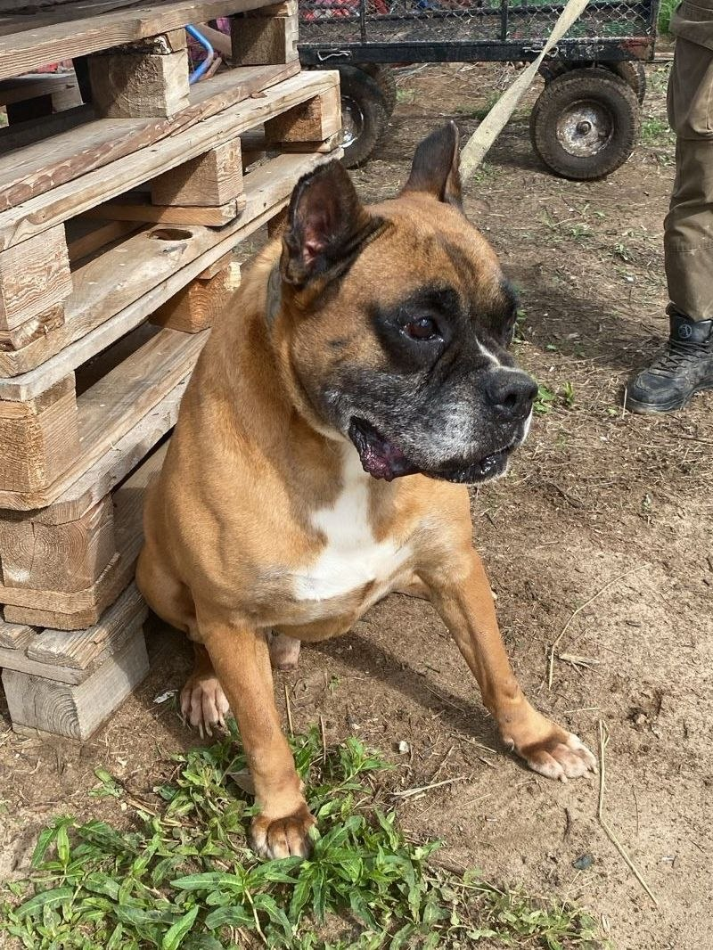 Наш Эштон давно в приюте и очень ждет своих мам-пап