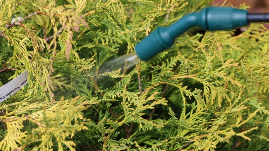 Полив в апреле — важнее любой подкормки. 20-30 литров под куст, медленно, из шланга