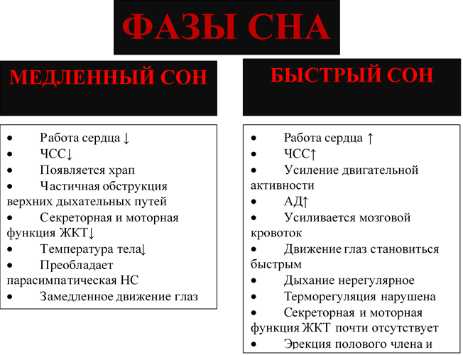 Характеристика быстрого и медленного сна