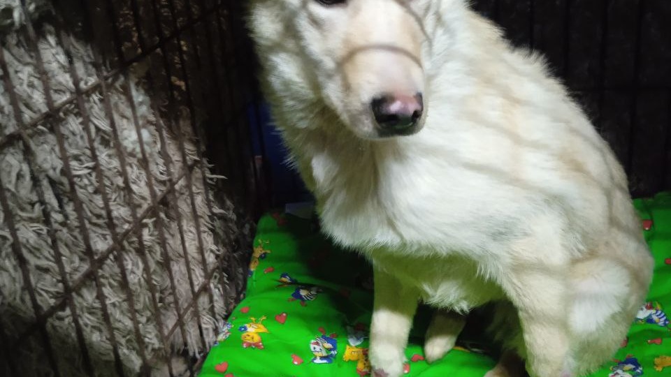 Продолжаем бороться за выживание приюта Ананда