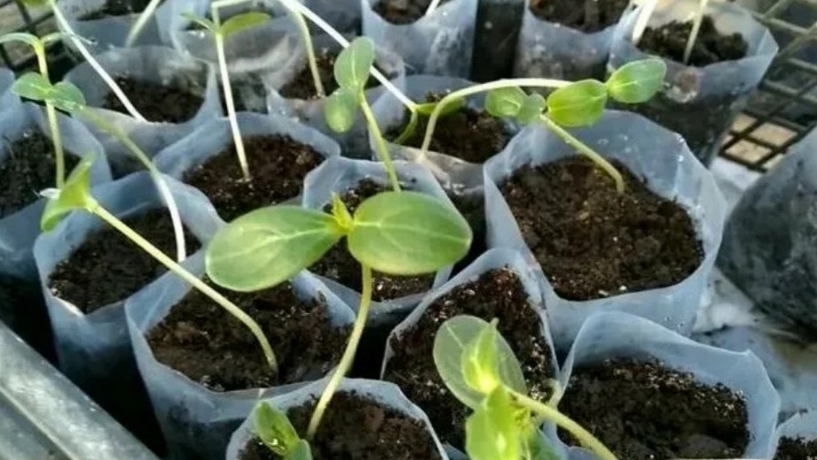 Вот так выглядит рассада, которую я когда-то считал нормальной. Теперь вижу сразу, где ошибка