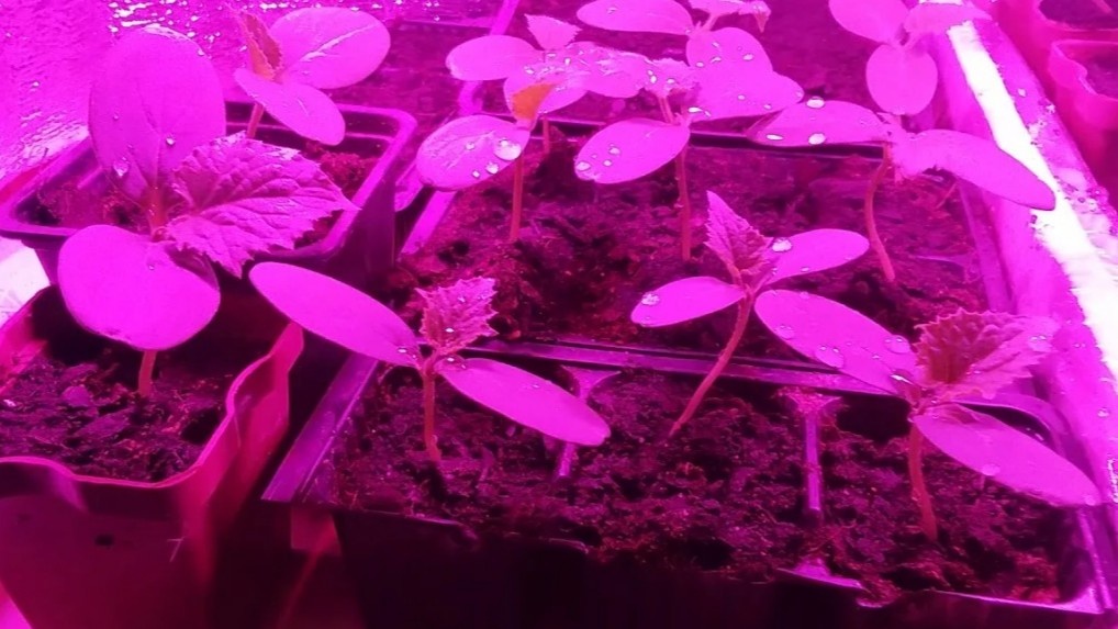 Лампа изменила всё. Рассада под ней растёт совсем иначе, чем та, что стоит просто у окна.